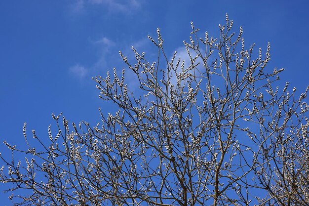 Foto frühjahrsfoto weidenzweige mit jungen weißen, flauschigen sprossen blühen gegen den blauen himmel mit li