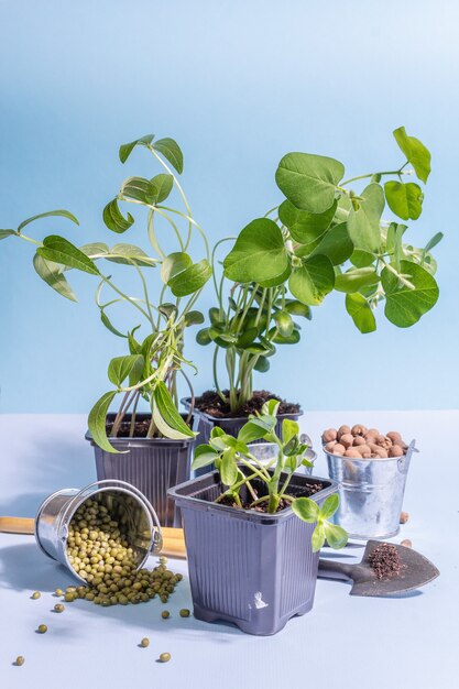 Frühjahrspflanz- und Gartenkonzept. Werkzeuge, Blumentöpfe, Eimer, Dekor. Frische Sprossen von Sojabohnen, Mungbohnen, Erdnüssen, Lupinen. Trendiges hartes Licht, dunkler Schatten auf blauem Hintergrund, Kopierraum