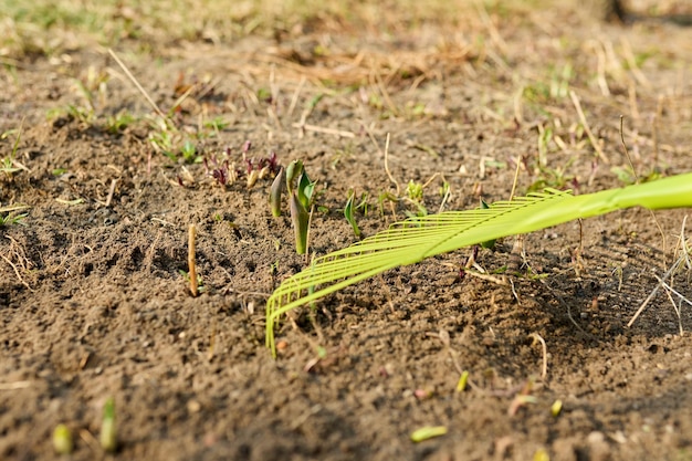 Frühjahrsputz des Gartens mit einem Rechen aus abgefallenen Blättern, trockenem Gras