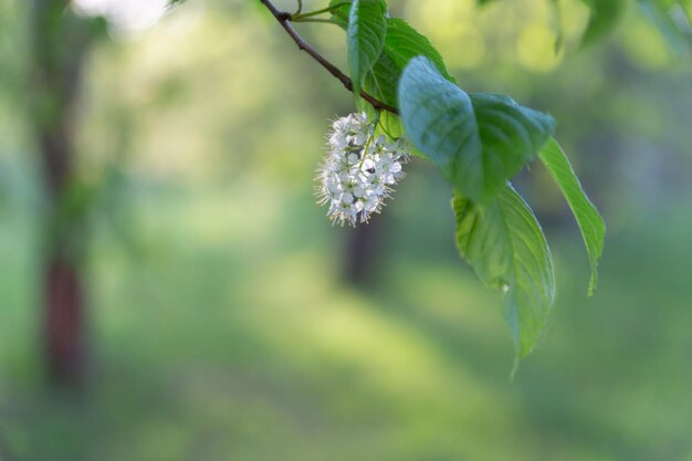 Frühling abstrakt unscharfen Hintergrund mit einem blühenden Ast im Vordergrund Frühlingskonzept