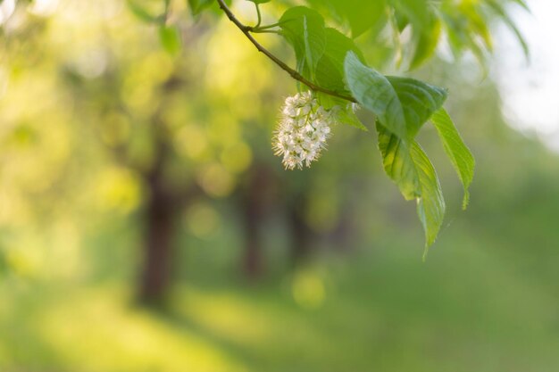 Frühling abstrakter unscharfer Hintergrund mit einem blühenden Ast im Vordergrund. Frühlingskonzept.