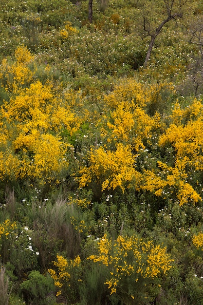 Frühling Algarve Flora