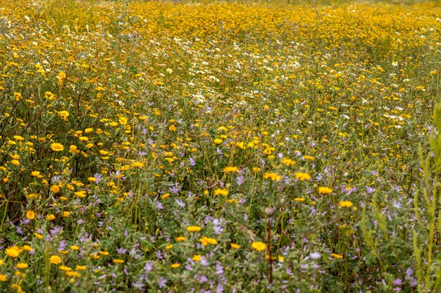 Frühling Algarve Flora