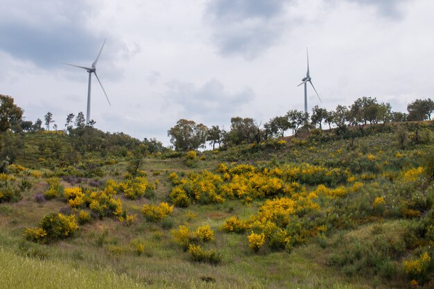 Frühling Algarve Landschaftsflora