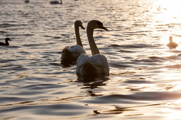 Frühling am See mit der Familie Swan