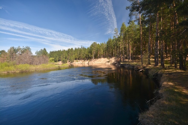 Frühling am Waldfluss