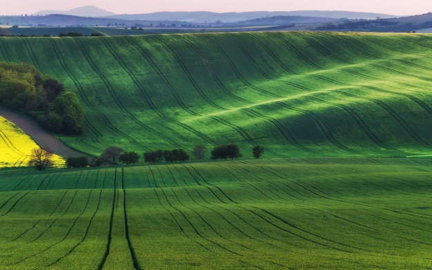 Frühling auf dem Ackerland