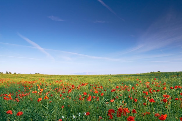 Frühling auf dem Land Ackerland im Frühling Jütland Dänemark