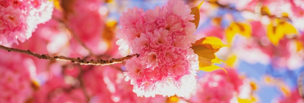 Frühling-Banner-Blüte-Hintergrund Kirschblüte Sacura Kirschbaum Zweig zarte Frühlingsblumen Frühling Frühlingsblumen mit blauem Hintergrund und Wolken