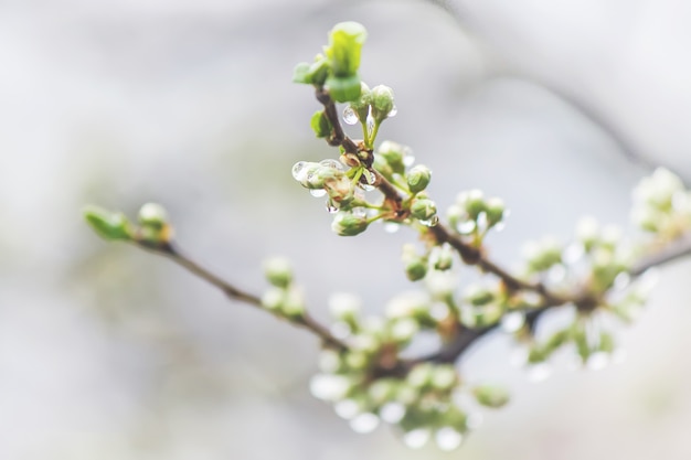 Frühling blühende Bäume. Blühender Garten Selektiver Fokus Natur