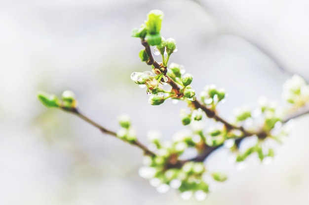 Frühling blühende Bäume. Blühender Garten Selektiver Fokus