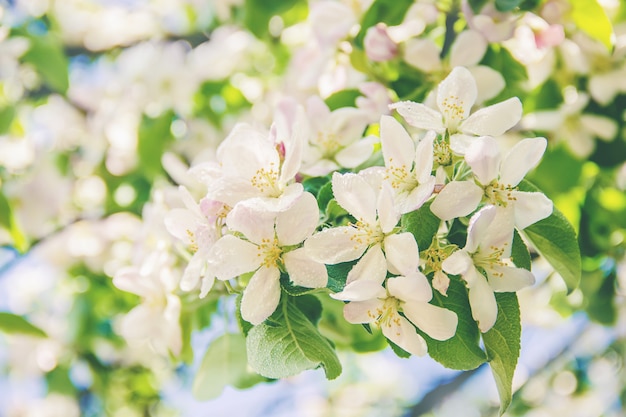 Frühling blühende Bäume