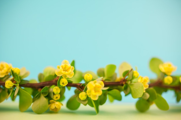 Frühling blühende Berberitzenbeerzweig