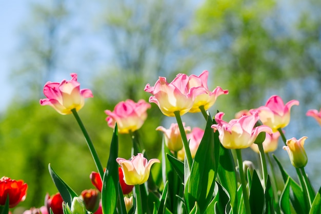 Foto frühling blühende blumen. feld der hellen rosa und orange tulpen gegen blauen himmel.