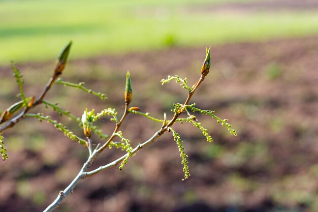 Frühling blühende Zweige der Weide