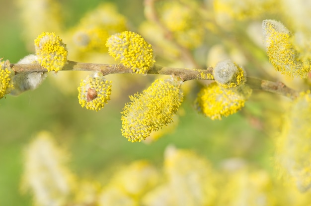 Frühling blühende Zweige der Weide