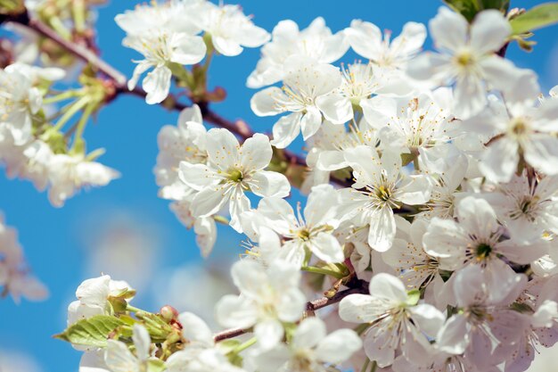 Frühling - blühender Baum Aprikosennahaufnahme und Himmel im Hintergrund