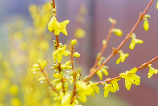 Frühling blühender Hintergrund