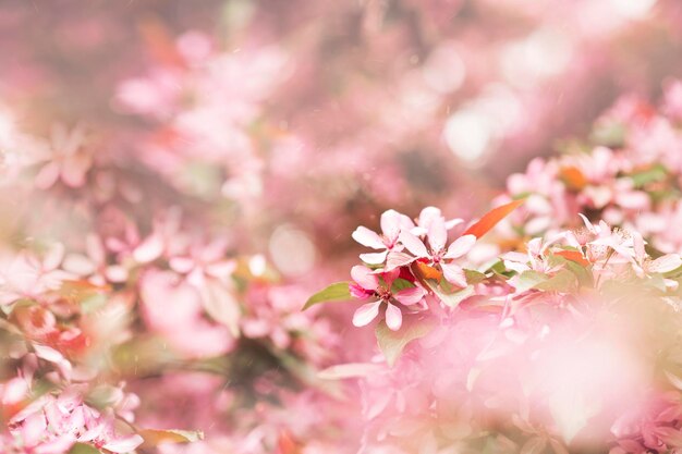 Frühling blühender rosa Zweig blühender Hintergrund und Hintergrundblumen kopieren Raum