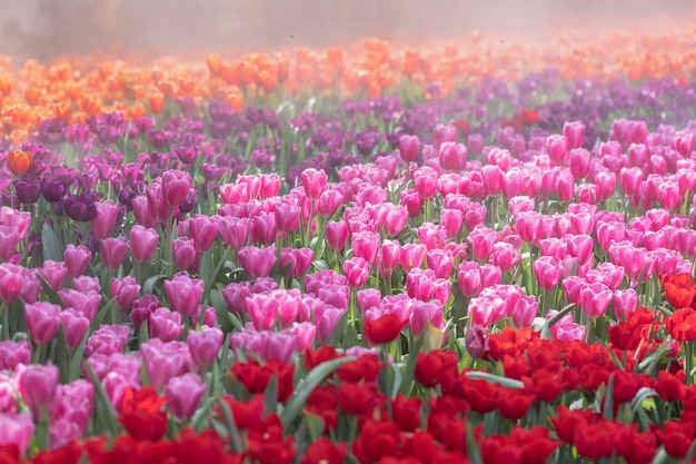 Frühling blühendes Tulpenfeld Frühlingsblumenhintergrund