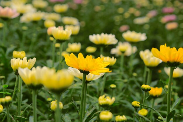 Frühling blüht Hintergrund