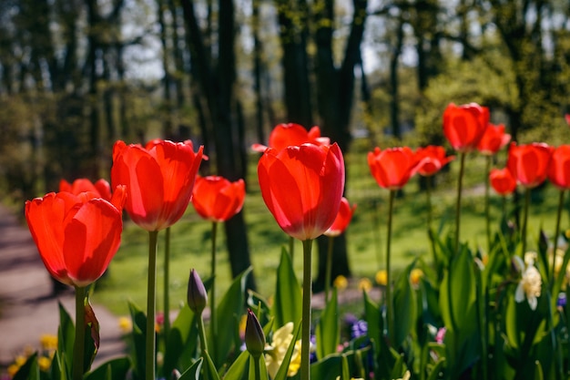 Frühling blüht rote Tulpen. schöne rote Blumen.