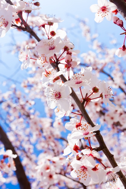 Frühling blüht