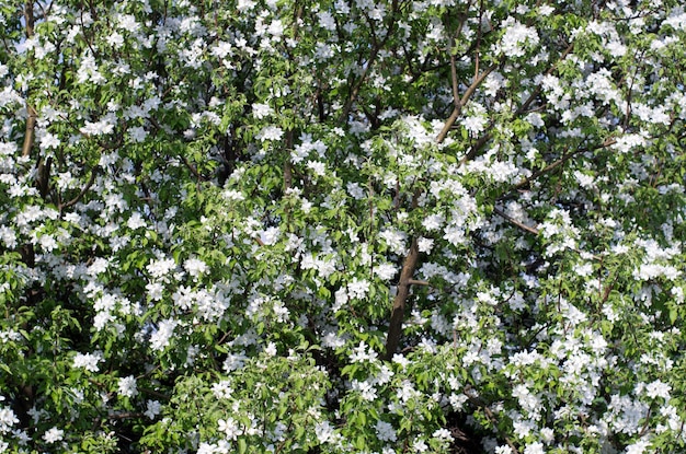 Frühling Blüte