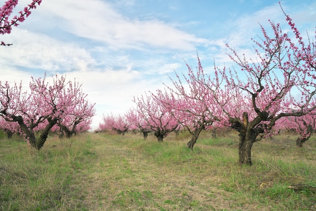 Frühling des Pfirsichgartens