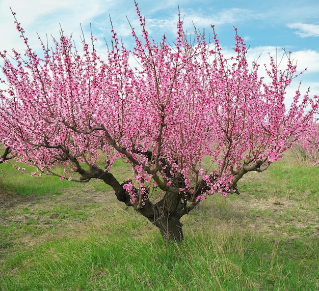 Frühling des Pfirsichgartens