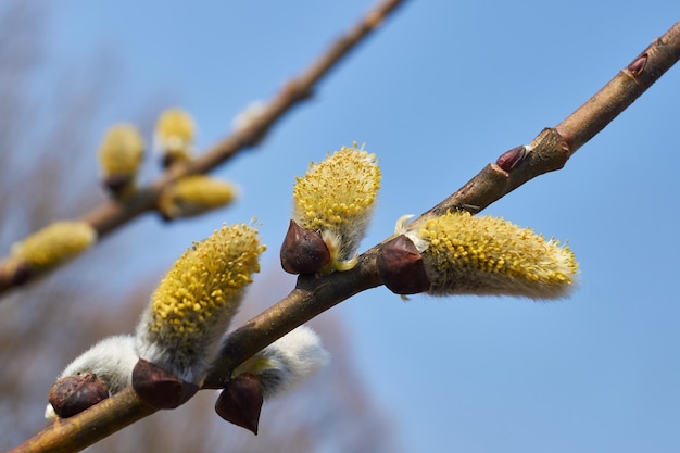 Frühling. Die Weide (lat. Salix) blüht, die Ohrringe - Blütenstände sind aufgeblüht.