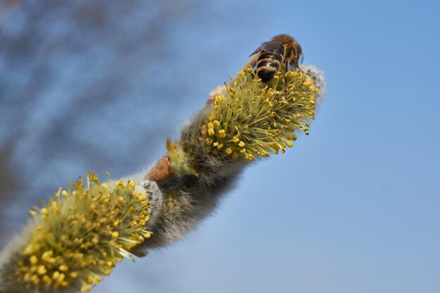 Frühling. Die Weide (lat. Salix) blüht, die Ohrringe - Blütenstände sind aufgeblüht.