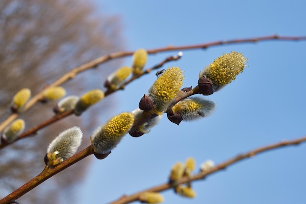 Frühling. Die Weide (lat. Salix) blüht, die Ohrringe - Blütenstände sind aufgeblüht.