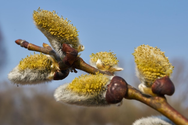 Frühling. Die Weide (lat. Salix) blüht, die Ohrringe - Blütenstände sind aufgeblüht.