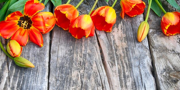 Frühling. Feiertagshintergrund mit Tulpenblumen