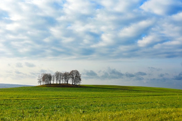 Frühling Feld