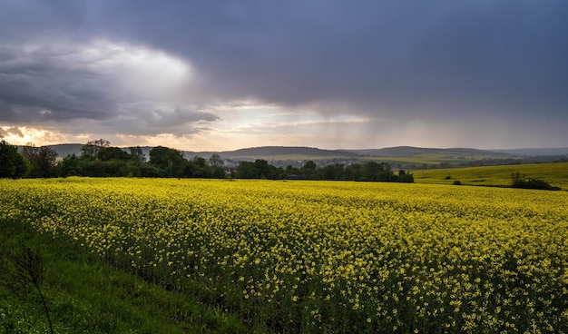 Frühling gelb blühende Rapsfelder