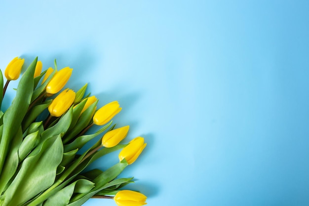 Frühling gelbe Tulpen Frau, die einen Blumenstrauß auf blauem Hintergrund hält Flache Ansicht von oben Tulpenblume