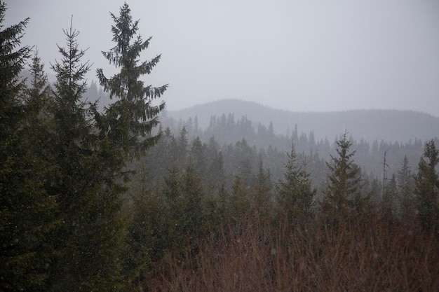 Frühling gezierter grüner Wald in einem Schneesturm