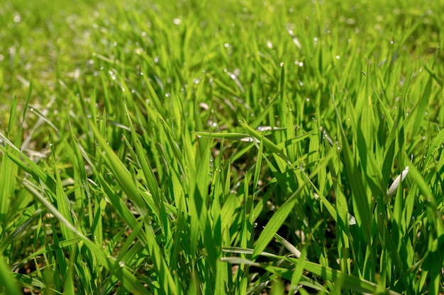 Frühling grünen Feld Hintergrund