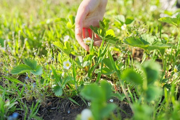 Frühling, Hand mit blühendem Frühlingserdbeerbusch.