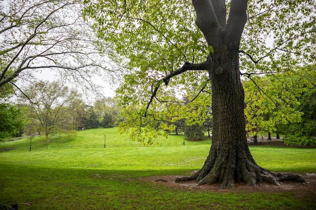 Frühling im Central Park New York City Frisches Baumlaub und grünes Gras