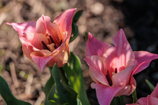 Frühling im Garten