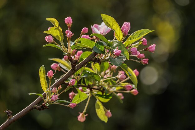 Foto frühling im garten