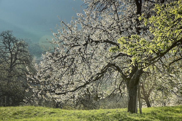 Frühling im Park