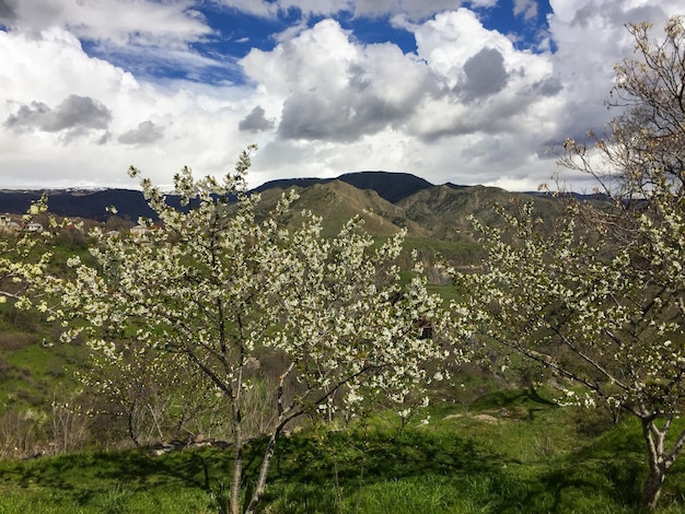 Frühling in Armenien. Blühende Bäume im Hintergrund von Bergen und Wolken
