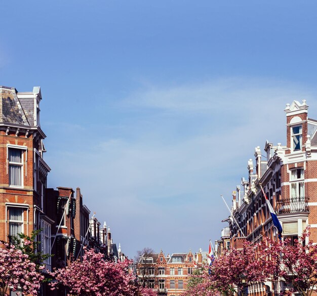 Frühling in Den Haag, Niederlande, mit traditionellen holländischen Häusern in einer gehobenen Straße