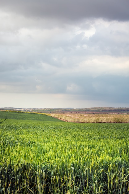 Frühling in Jerusalem