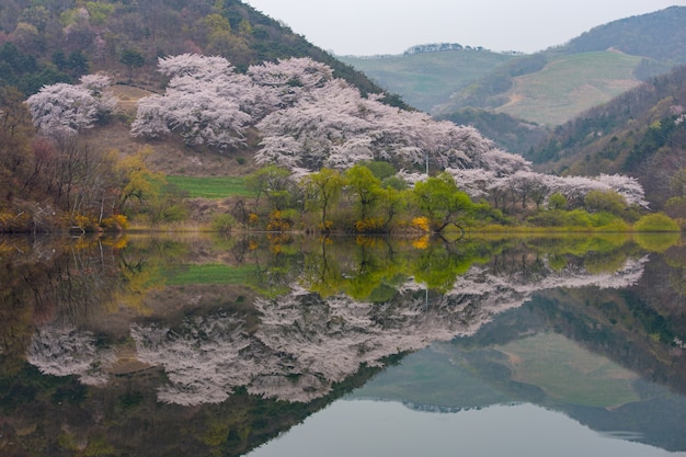 Foto frühling in korea, die landschaft spiegelt sich im see