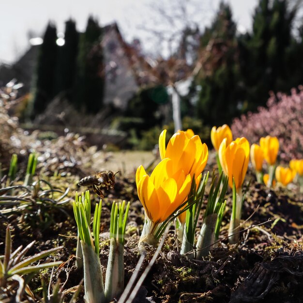 Frühling in meinem Garten Die ersten gelben Krokusse und die fliegende Biene an einem sonnigen Tag sonniger Tag